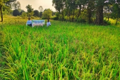 OFT on Weed Management