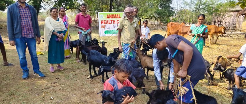 Animal Health Camp